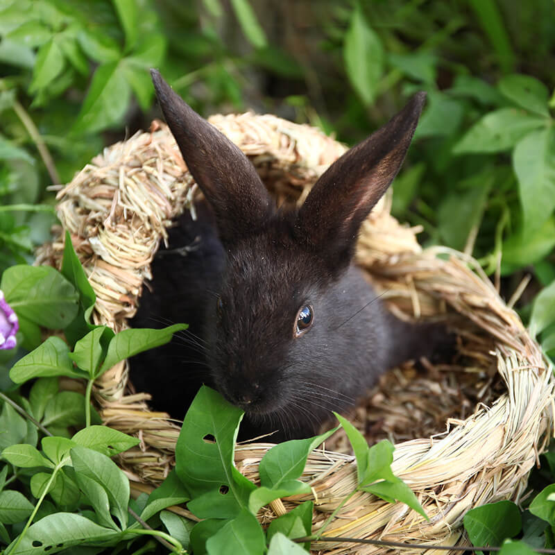 Small Animal Supplies