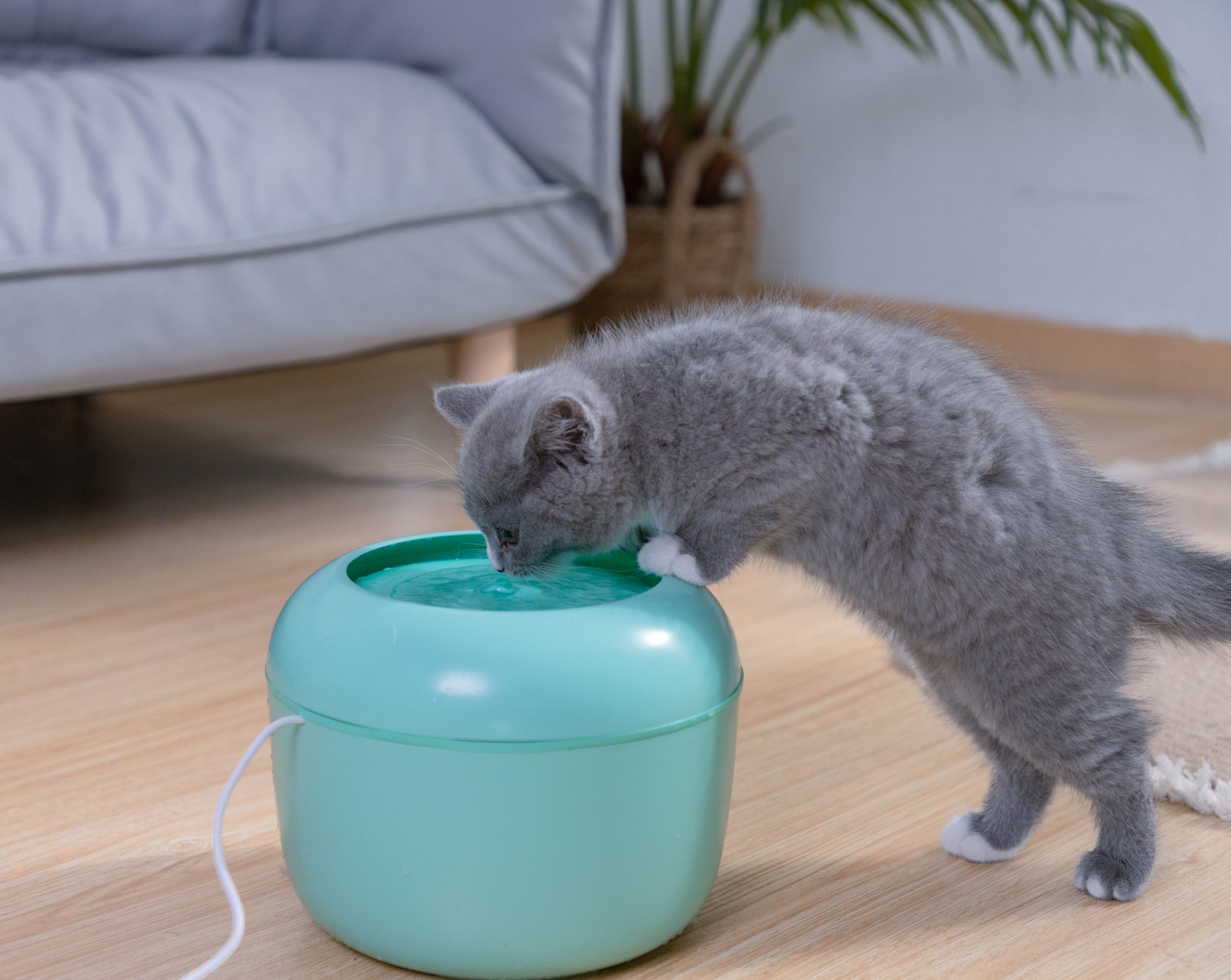How To Select A Good Pet Water Fountain